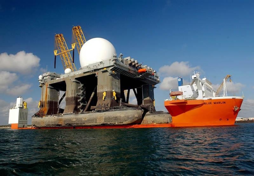 Marlín Azul Gigante Marino