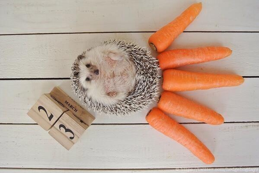 Marutaro es el erizo más emotivo