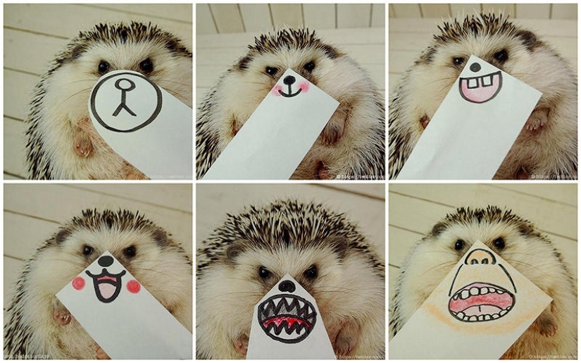 Marutaro is the most emotional hedgehog Marutaro is the most emotional hedgehog