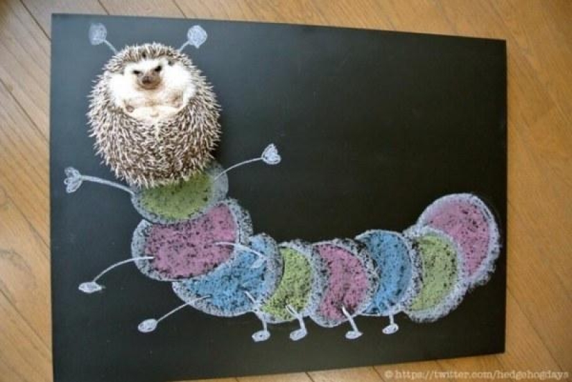 Marutaro is the most emotional hedgehog Marutaro is the most emotional hedgehog