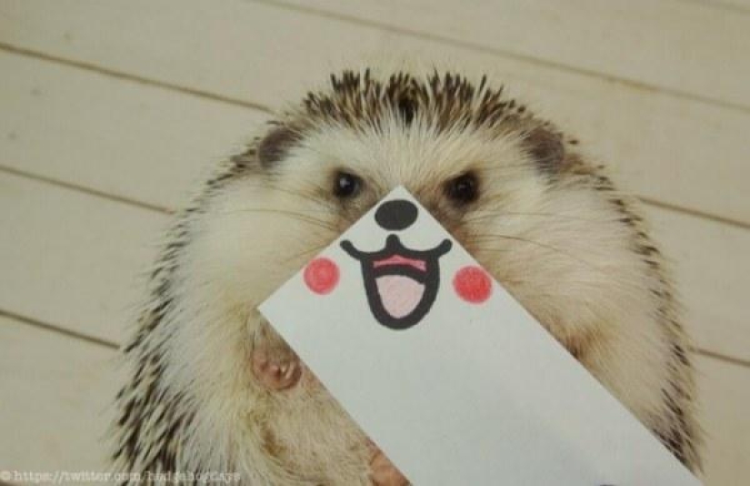 Marutaro is the most emotional hedgehog Marutaro is the most emotional hedgehog