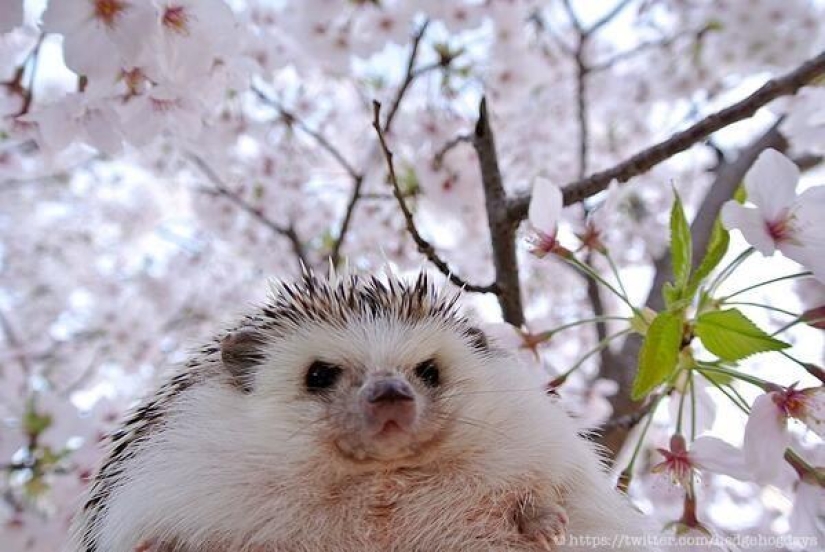 Marutaro is the most emotional hedgehog Marutaro is the most emotional hedgehog
