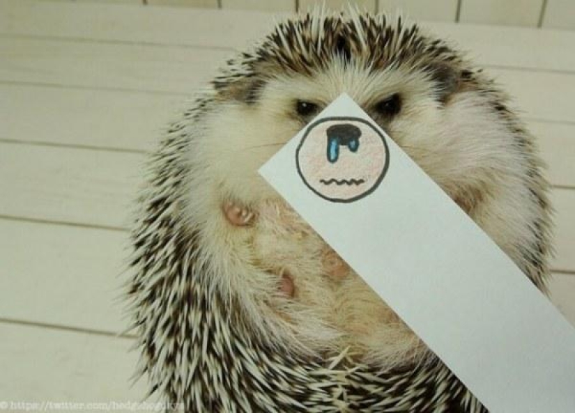 Marutaro is the most emotional hedgehog Marutaro is the most emotional hedgehog