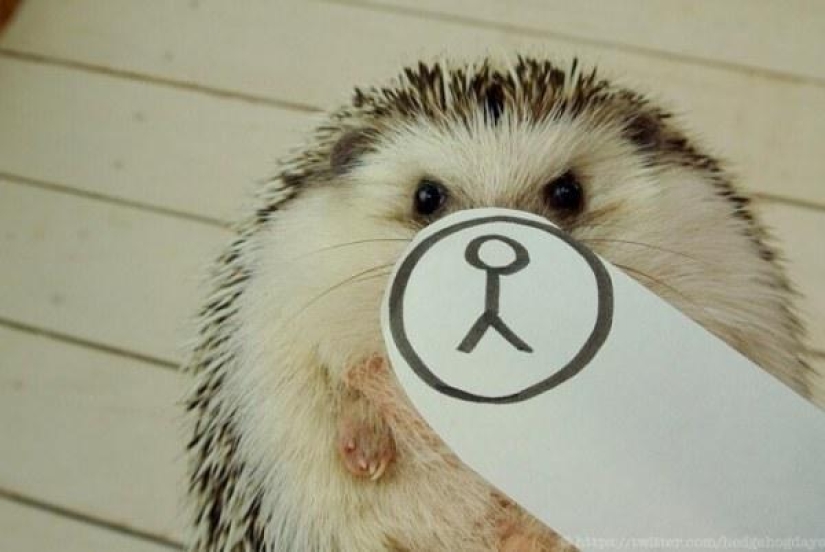 Marutaro is the most emotional hedgehog Marutaro is the most emotional hedgehog