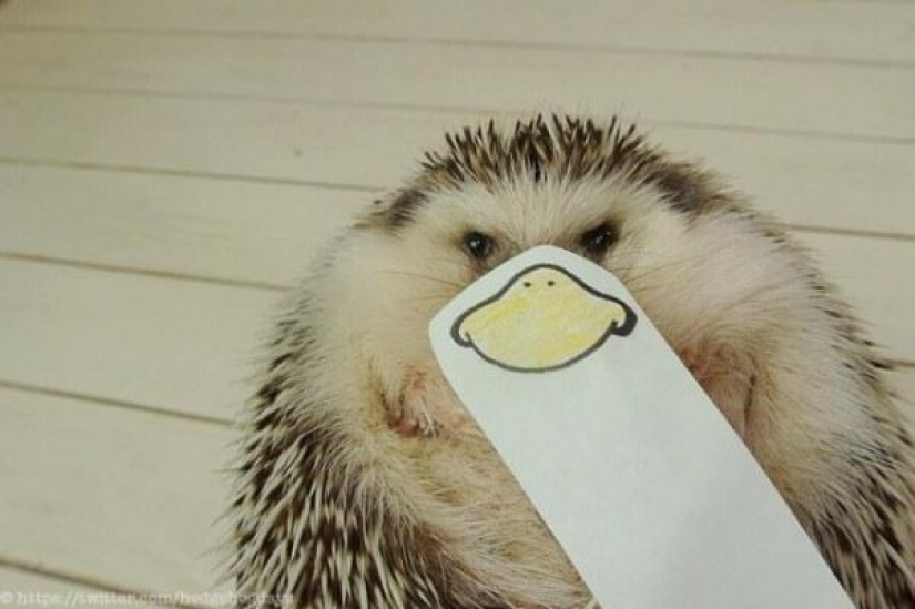 Marutaro is the most emotional hedgehog Marutaro is the most emotional hedgehog