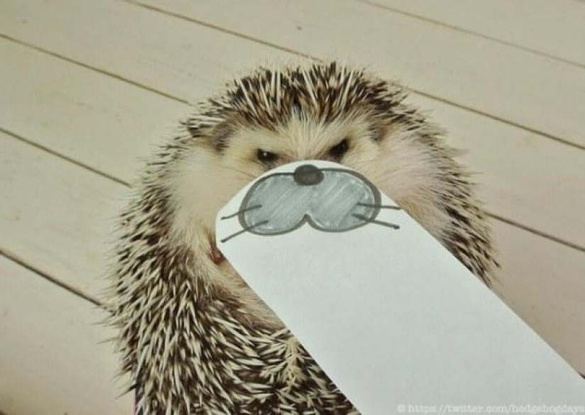 Marutaro is the most emotional hedgehog Marutaro is the most emotional hedgehog