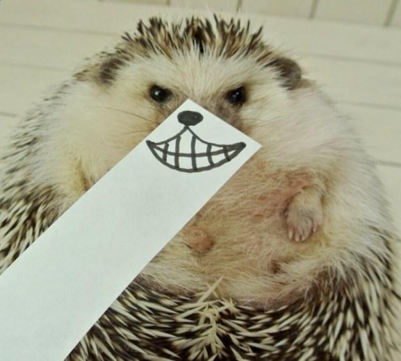 Marutaro is the most emotional hedgehog Marutaro is the most emotional hedgehog