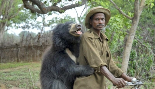 Mascota inusual: un oso domesticado en una familia india