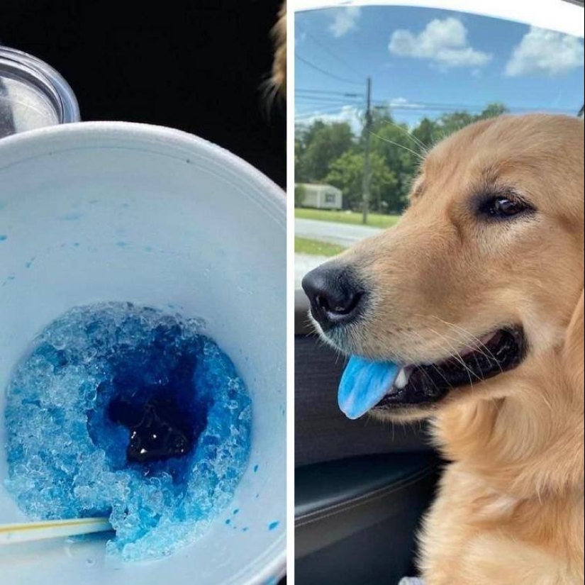 Master, learn! 12 furry fluffies showed how to escape from the heat