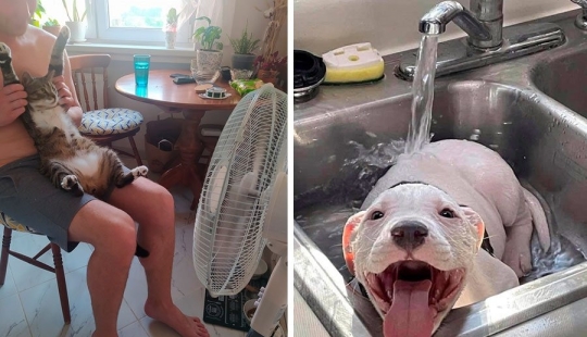 Master, learn! 12 furry fluffies showed how to escape from the heat