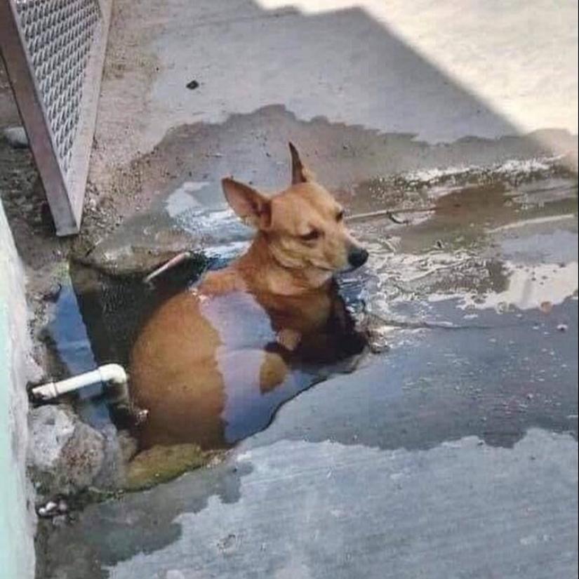 Master, learn! 12 furry fluffies showed how to escape from the heat
