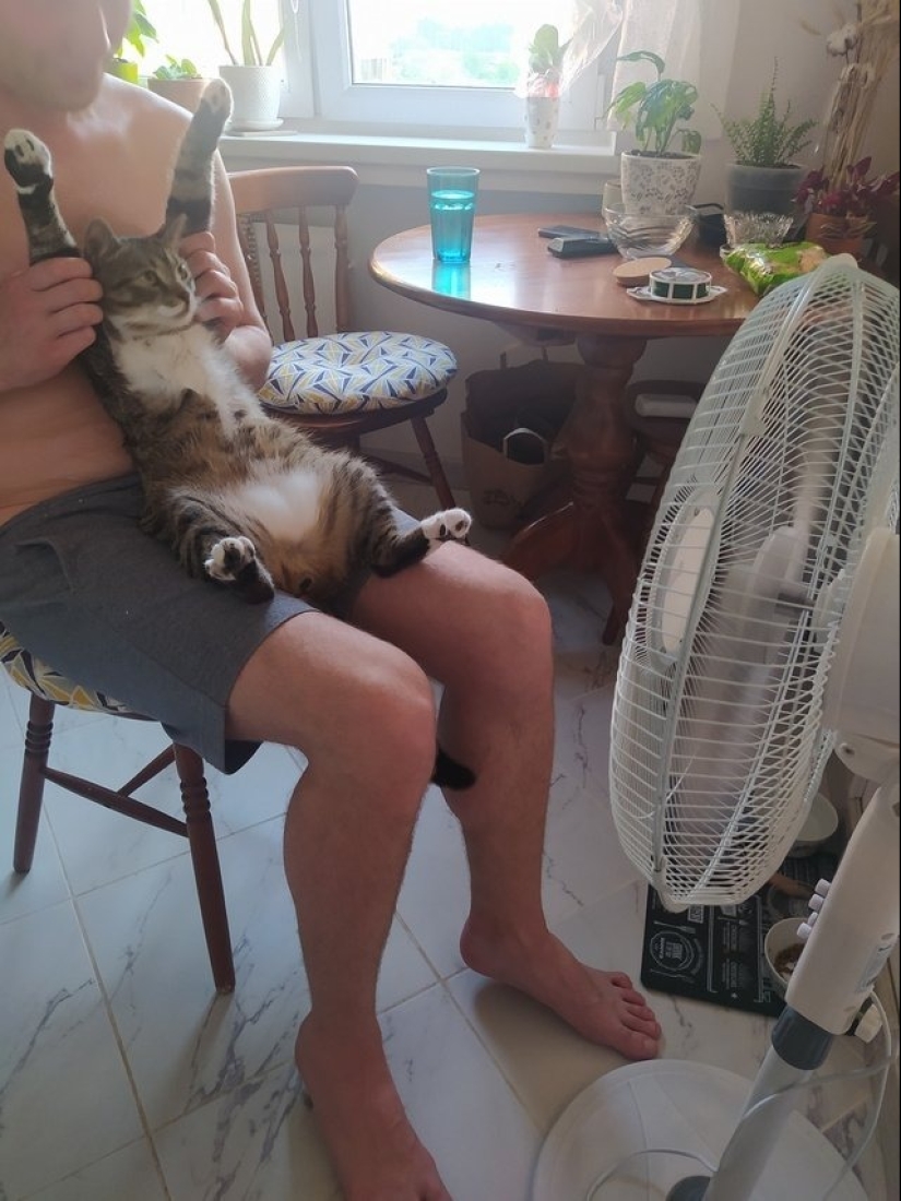 Master, learn! 12 furry fluffies showed how to escape from the heat