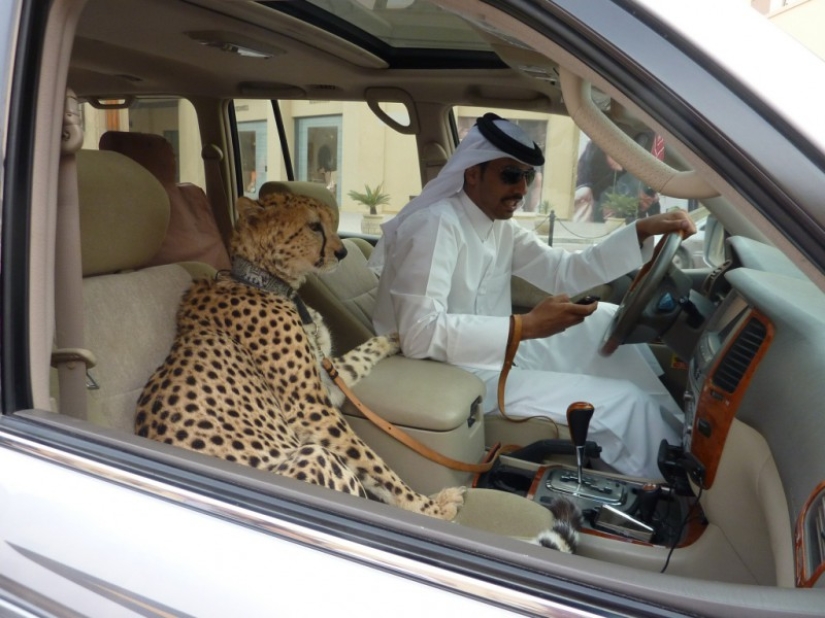 Meanwhile in Dubai Meanwhile in Dubai
