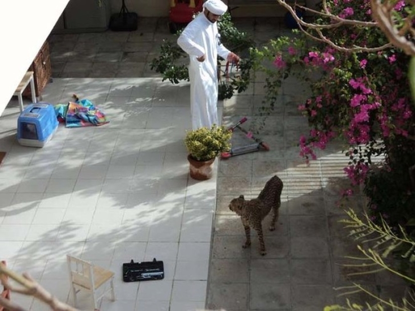 Meanwhile in Dubai Meanwhile in Dubai