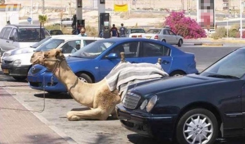 Meanwhile in Dubai Meanwhile in Dubai