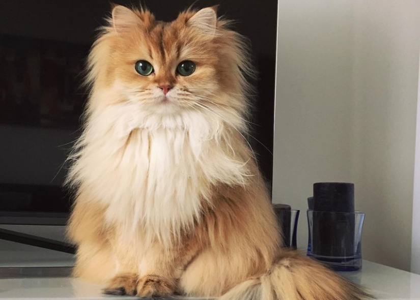 Meet Smoothie, the most photogenic cat in the world Meet Smoothie, the most photogenic cat in the world