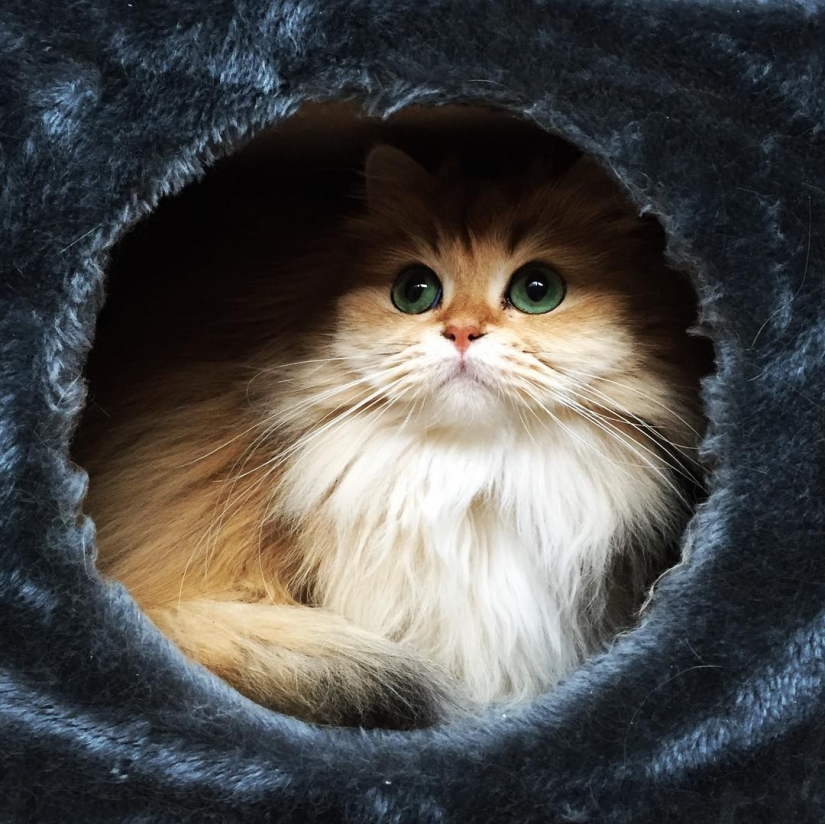 Meet Smoothie, the most photogenic cat in the world Meet Smoothie, the most photogenic cat in the world