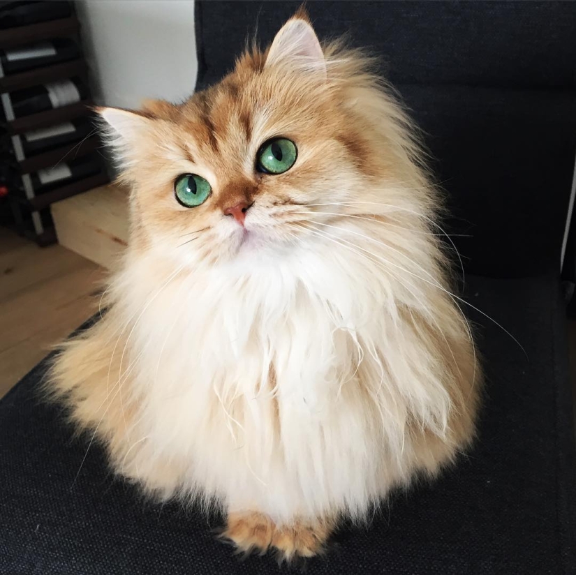 Meet Smoothie, the most photogenic cat in the world Meet Smoothie, the most photogenic cat in the world