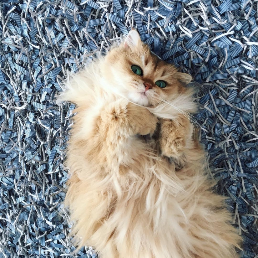 Meet Smoothie, the most photogenic cat in the world Meet Smoothie, the most photogenic cat in the world