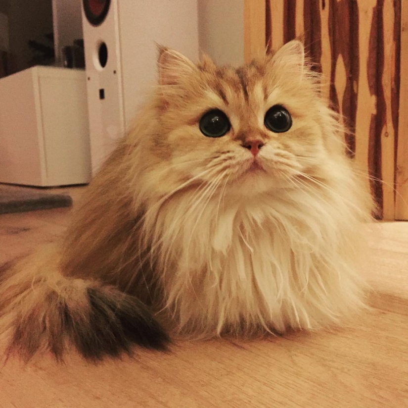 Meet Smoothie, the most photogenic cat in the world Meet Smoothie, the most photogenic cat in the world