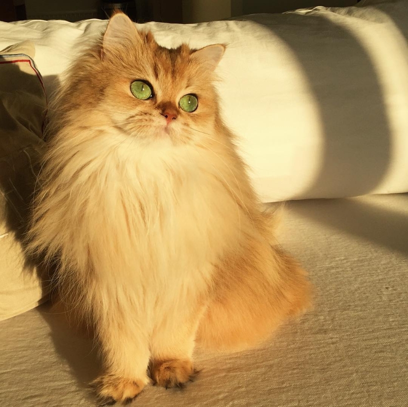 Meet Smoothie, the most photogenic cat in the world Meet Smoothie, the most photogenic cat in the world