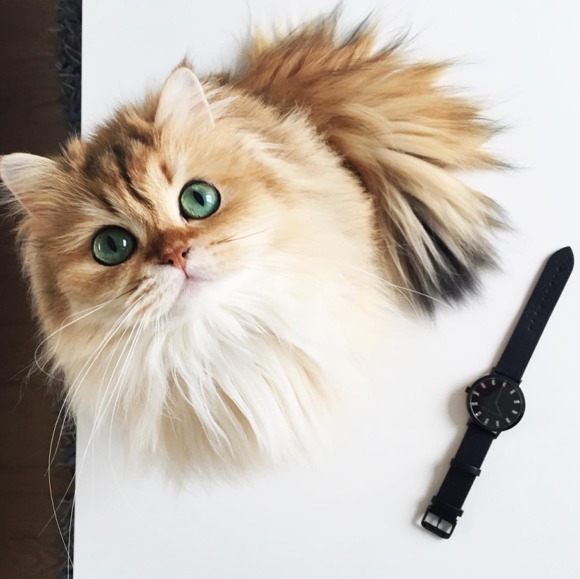 Meet Smoothie, the most photogenic cat in the world Meet Smoothie, the most photogenic cat in the world