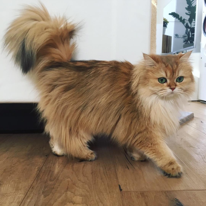 Meet Smoothie, the most photogenic cat in the world Meet Smoothie, the most photogenic cat in the world