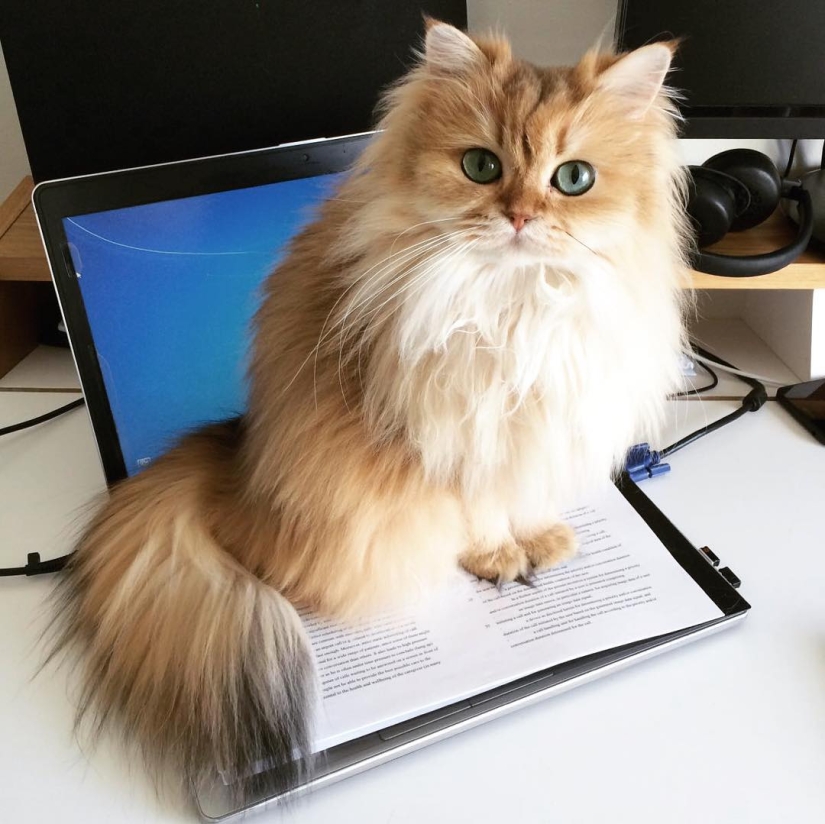 Meet Smoothie, the most photogenic cat in the world Meet Smoothie, the most photogenic cat in the world