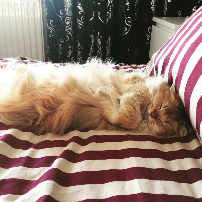 Meet Smoothie, the most photogenic cat in the world Meet Smoothie, the most photogenic cat in the world