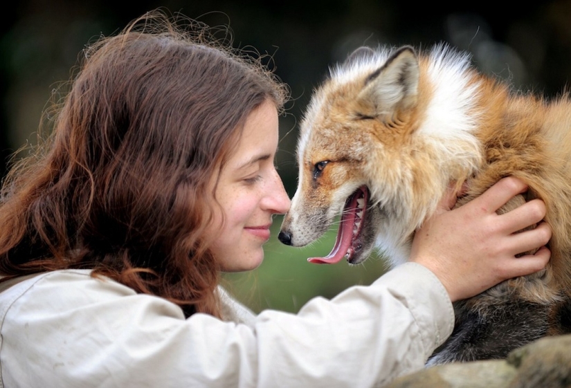 Meet the fox who thinks she&#39;s a dog
