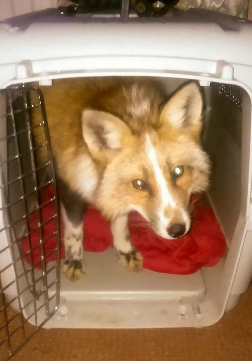 Meet the fox who thinks she&#39;s a dog