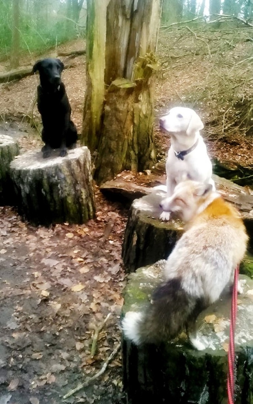 Meet the fox who thinks she&#39;s a dog