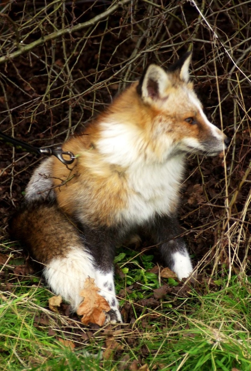 Meet the fox who thinks she&#39;s a dog
