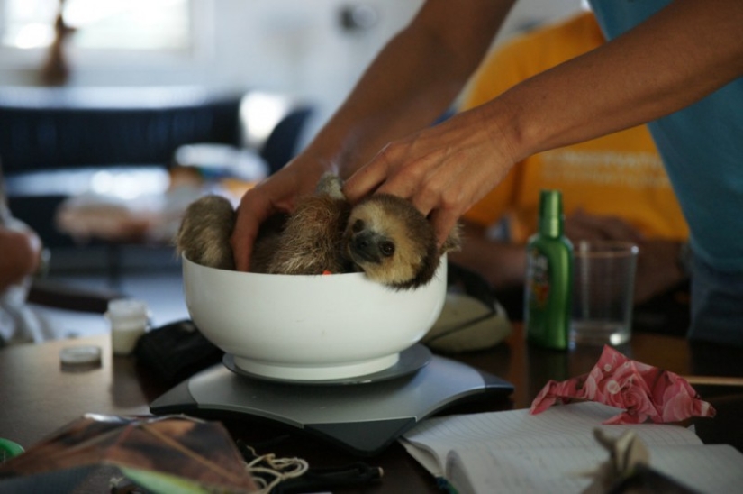 Meet the woman who lives with 200 sloths