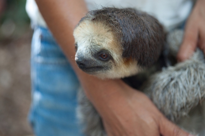 Meet the woman who lives with 200 sloths