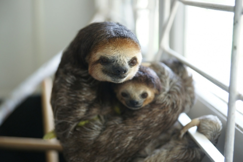 Meet the woman who lives with 200 sloths