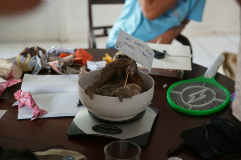 Meet the woman who lives with 200 sloths
