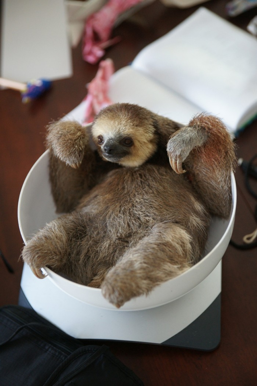 Meet the woman who lives with 200 sloths