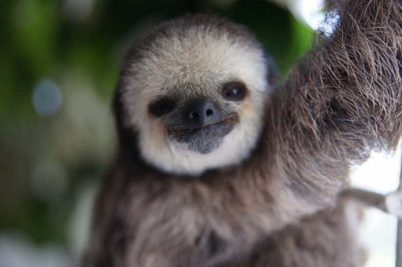 Meet the woman who lives with 200 sloths