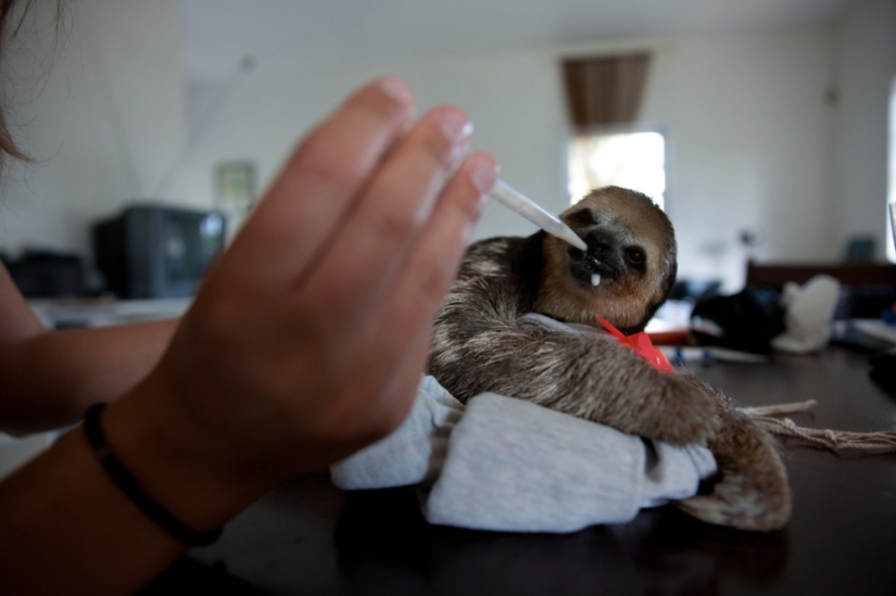 Meet the woman who lives with 200 sloths