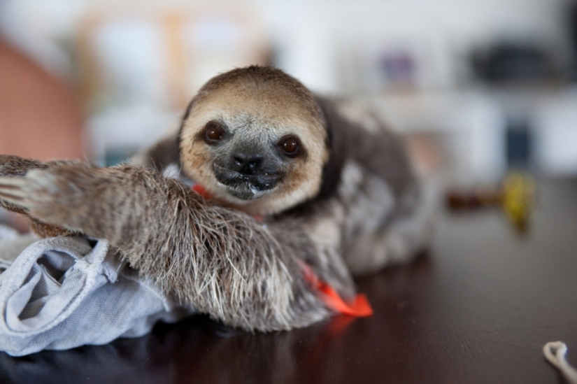Meet the woman who lives with 200 sloths