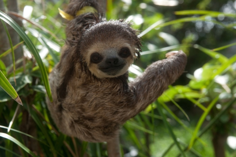 Meet the woman who lives with 200 sloths