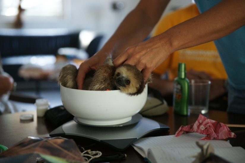 Meet the woman who lives with 200 sloths