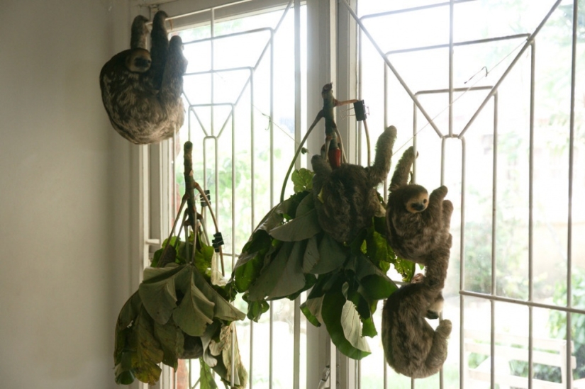 Meet the woman who lives with 200 sloths