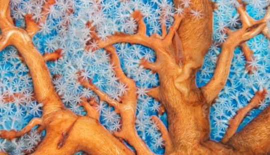 Mejores fotos del fotógrafo de vida silvestre del año 2023