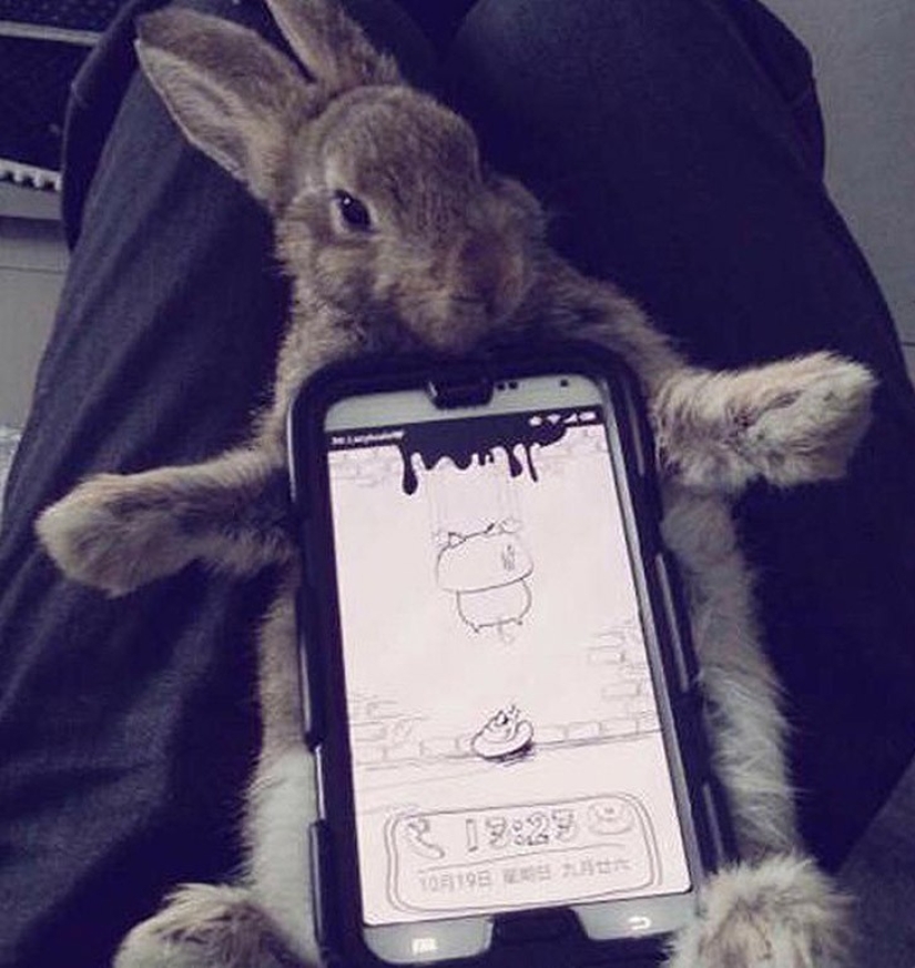 Meme: Caso de conejo Meme: Caso de conejo