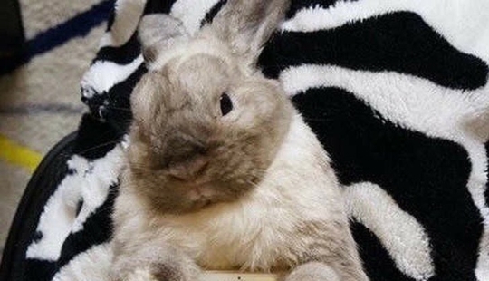 Meme: Caso de conejo