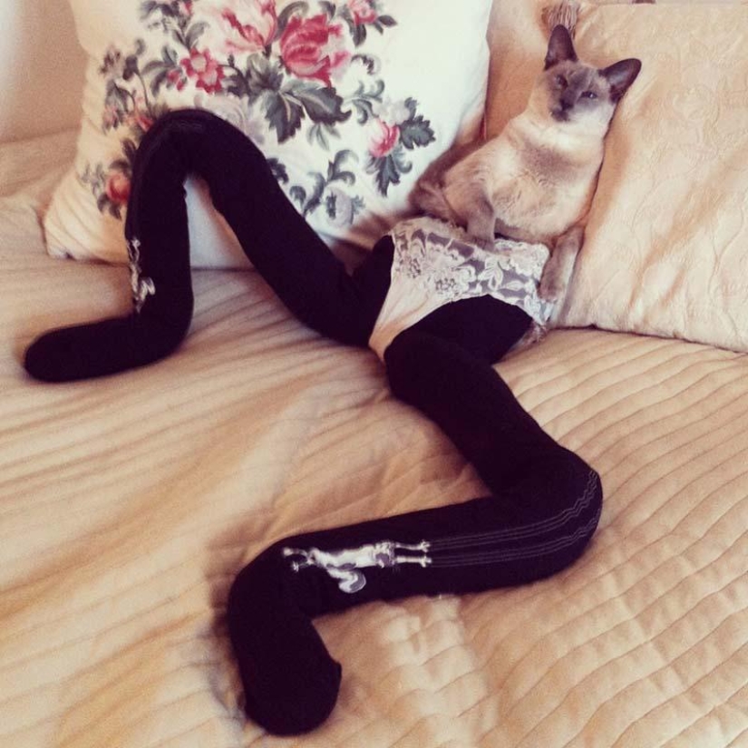 Meme: gato en pantimedias