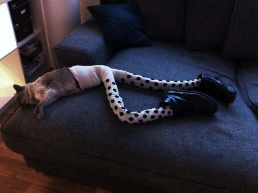 Meme: gato en pantimedias