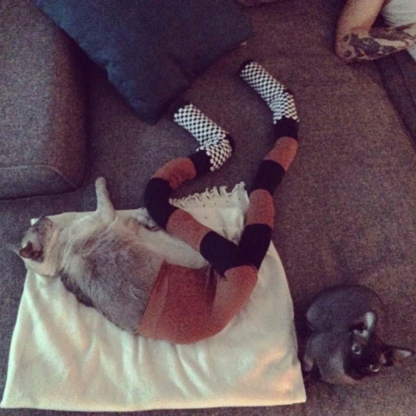 Meme: gato en pantimedias